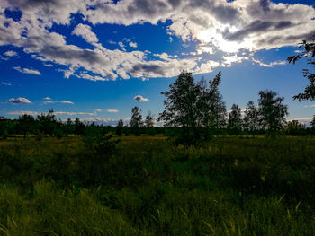 Trees on field against sky