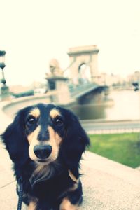 Close-up portrait of a dog