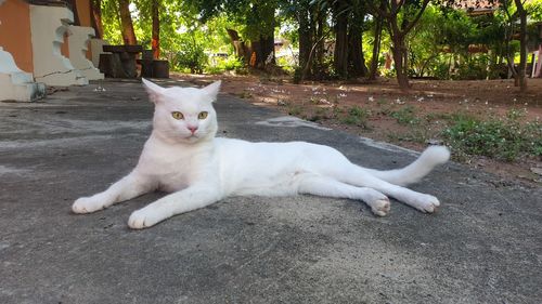 Portrait of white cat lying down