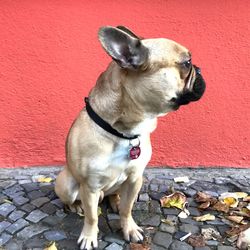 Close-up of dog