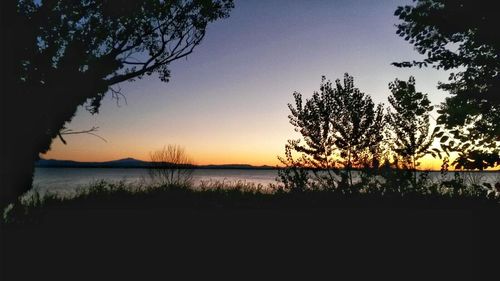 Silhouette of trees at sunset