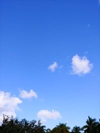 Low angle view of trees against blue sky