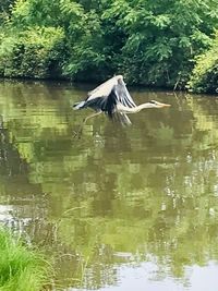 Bird flying over lake