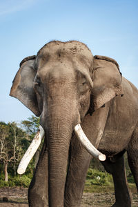 Close-up of elephant standing against sky