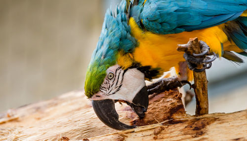 Close-up of golden blue macaw biting wood