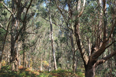 Low angle view of trees in forest