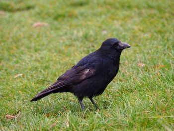 Black bird on grass