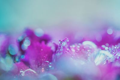 Close-up of wet pink flowering plant