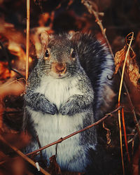 Close-up portrait of squirrel