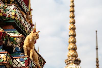 Low angle view of monkey against sky