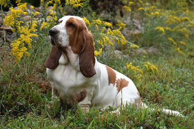 View of a dog looking away on field