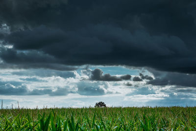 Scenic view of agricultural field against sky