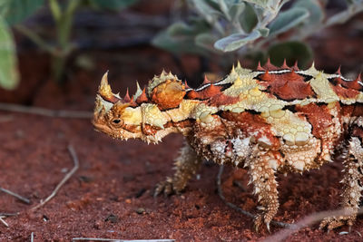 Close up of a thorny devil in the australian outback, side view