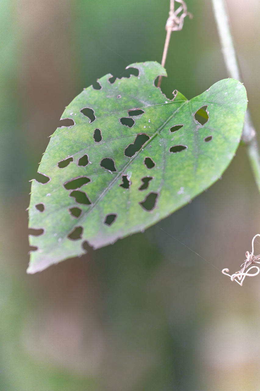 CLOSE-UP OF GREEN LEAF