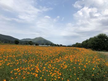 Scenic view of flowering plants on field against sky