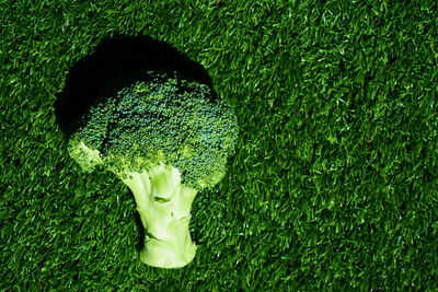 Directly above short of broccoli on green rug