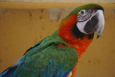 Close-up of parrot