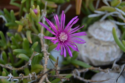 Close-up of purple flowering plant