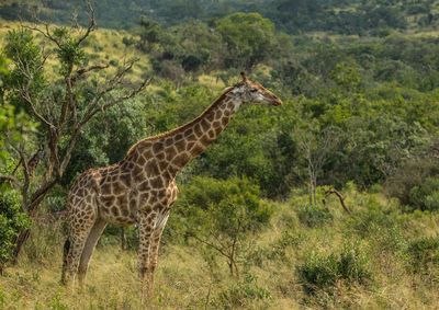 Side view of giraffe standing on grass