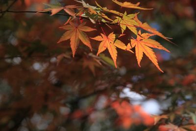 Close-up of maple leaves on tree