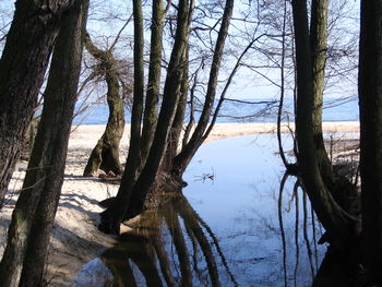 Bare trees in lake against sky