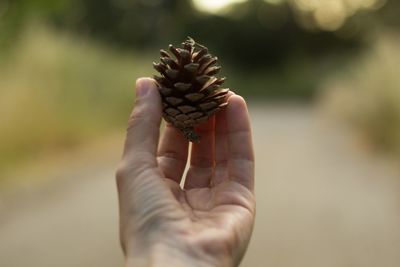 Close-up of hand holding pine cone