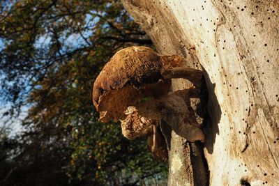 Close-up of lizard on tree trunk