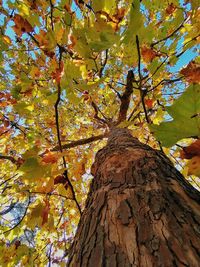 Low angle view of maple tree