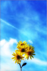 Close-up of yellow flowering plant against blue sky