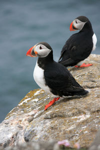 Close-up of bird perching on rock