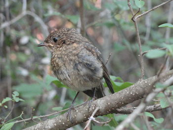 Close-up of bird perching on branch