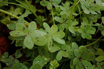 Close-up of raindrops on leaves