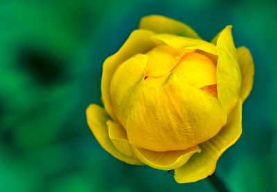 The bud of a yellow field bathing suit on a green background