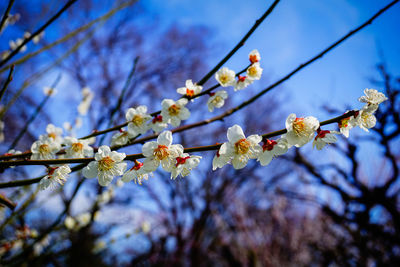 Low angle view of cherry blossoms in spring