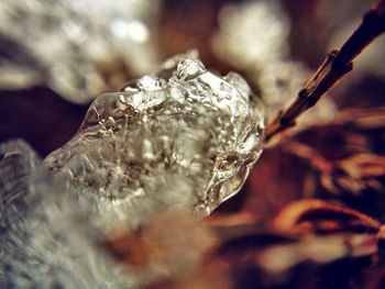 Close-up of frozen plant