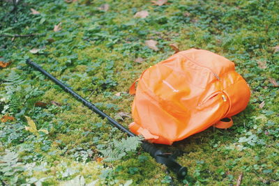 Close-up view of orange flower