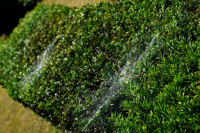 Close-up of water drops on leaf