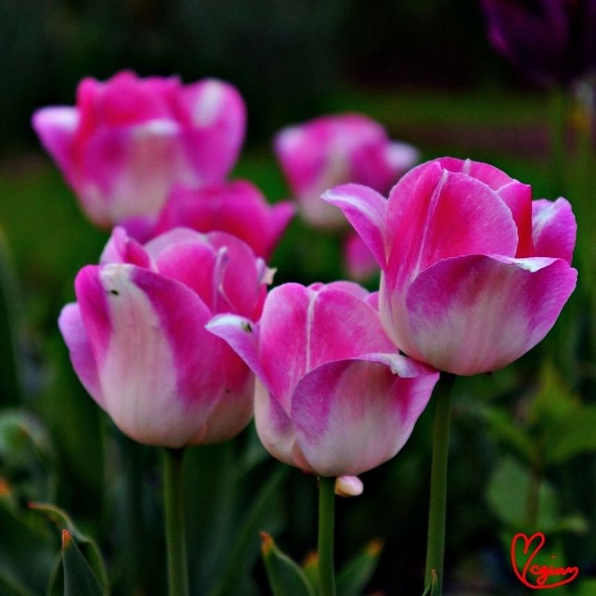 flower, petal, freshness, fragility, pink color, flower head, beauty in nature, growth, close-up, focus on foreground, nature, blooming, plant, pink, tulip, stem, in bloom, park - man made space, day, selective focus