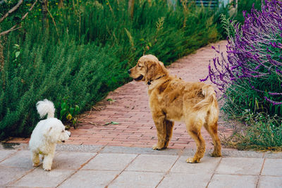 Dog standing on footpath