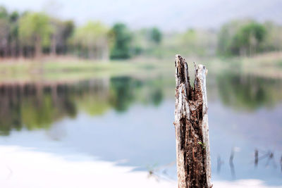 Close-up of wooden post on tree stump on field