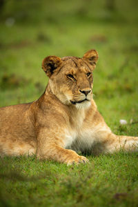 Close-up of lioness lying in wet grass