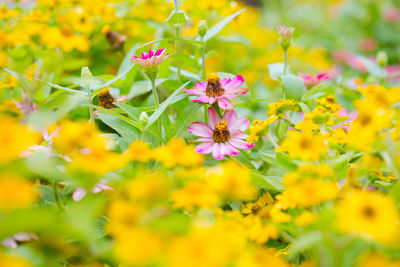 Close-up of yellow flowering plant