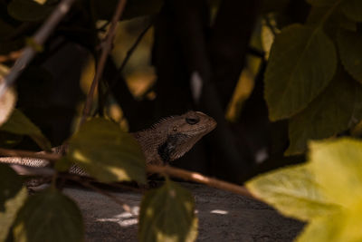 Close-up of a lizard