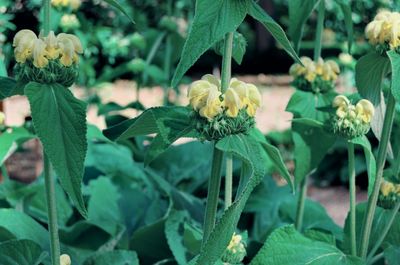 Close-up of yellow flowering plant