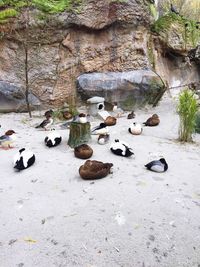 High angle view of birds on rock