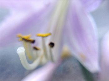 Macro shot of daisy flower