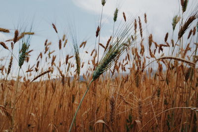 Close-up of wheat crops on field