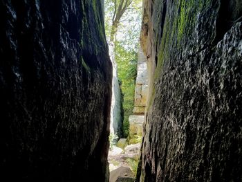 Moss on rock formation