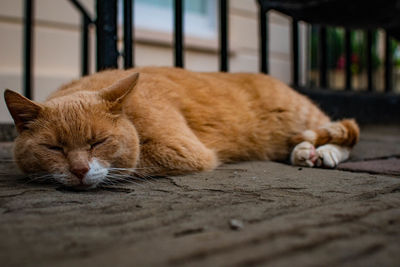 Cat sleeping on footpath