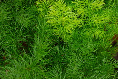 Full frame shot of plants growing on field